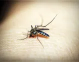 Arapongas registra 2.727 casos de dengue