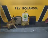 O cão de faro Árius localizou a droga no bagageiro