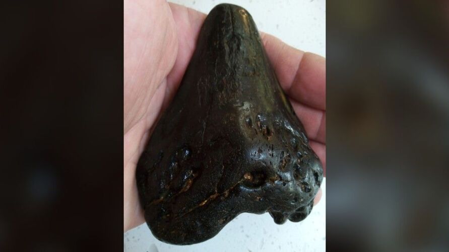 Menino de 6 anos encontra dente de megalodon na praia