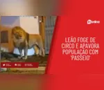 Leão foge de circo e apavora população com 'passeio'