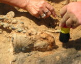 Fóssil de preguiça gigantesco da 'era do gelo' é encontrado em praia argentina, veja o vídeo