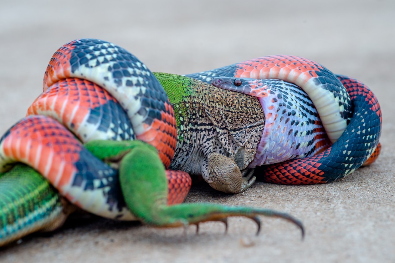 Fotógrafo registra cobra engolindo lagarto perto de sambódromo no interior de SP