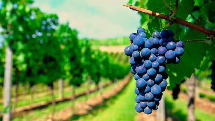 Entenda como a região onde a uva é cultivada influencia no sabor do vinho