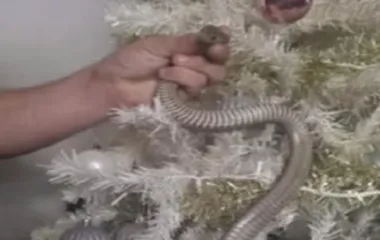 Cobra se esconde em árvore de natal e assusta família; veja