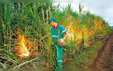 Queima controlada da cana-de-açúcar é suspensa por 30 dias no Paraná