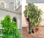 Padre faz denúncia e polícia retira pé de maconha plantado ao lado de igreja