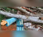 Imagem de Jesus resiste à queda de árvore após temporal no Paraná