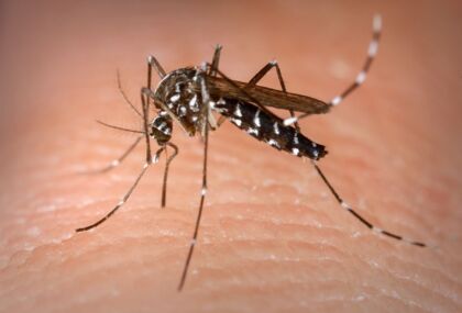 Paraná registra mais 2 óbitos por dengue