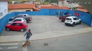 Viralizou: Cachorro correndo em rua 'atropela' homem; veja