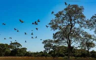 Seca no Pantanal provoca maior vazante em 121 anos