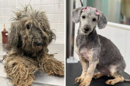 Fotos feitas para mostrar a recuperação da cadela mostram antes e depois impressionante, em Santos, SP