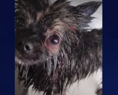 Médico é preso no PR após espancar cachorro até a morte