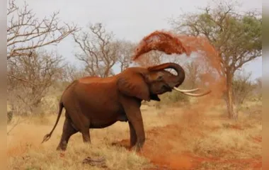 Elefante mata turista pisoteado em Safari na Uganda