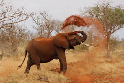 Elefante mata turista pisoteado em Safari na Uganda