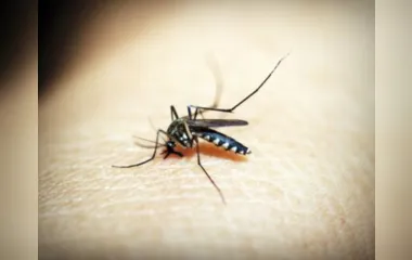 Controle de Endemias divulgou nesta quinta-feira (30), a atualização dos dados epidemiológicos da dengue