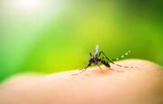 O mosquito Aedes aegypti, além da dengue, transmite zika e chikungunya