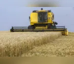Com as chuvas, o avanço da colheita de trigo é pouco significativo na última semana, segundo boletim da Seab/Deral