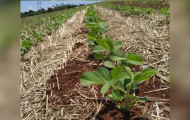 Chuvas bem distribuídas favoreceram o plantio de soja na região
