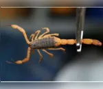 A picada do escorpião-amarelo pode até matar, principalmente quando os ataques envolvem crianças.