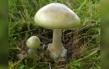 Cogumelo amanita phalloides