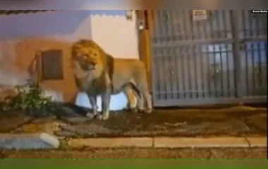 Leão foge de circo e apavora população com 'passeio'; veja vídeo