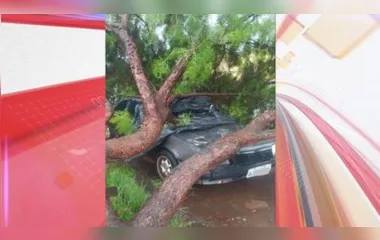 Árvore foi derrubada pela força do vento em Ivaiporã