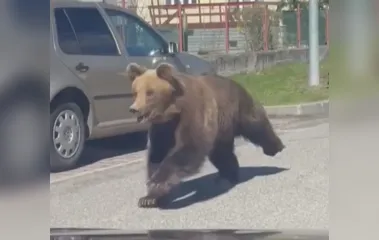 Urso ataca cinco pessoas e leva pânico a cidade da Eslováquia; vídeo
