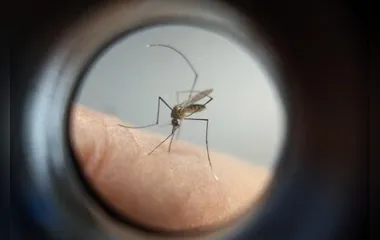 Paraná atingiu o maior número de novos casos de dengue  em uma semana
