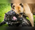 Cachorra morre ao ser atacada por outros cães e tutora chama PM