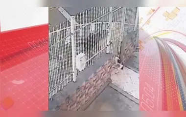 A cadela chegou a ser arrastada para a rua por meio das grades do portão