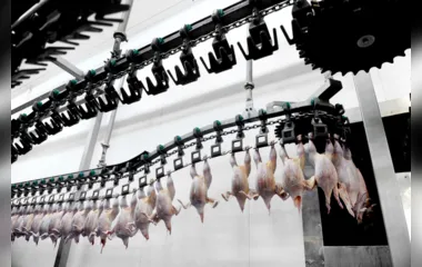 Frigorífico do PR é habilitado para exportar frango halal à Malásia