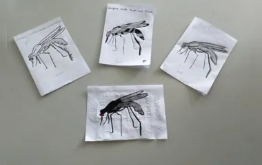 Escolas do Paraná realizam ações de combate à dengue